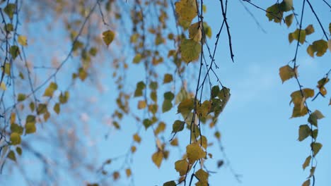 birch branches with small leaves hang down and swing in wind