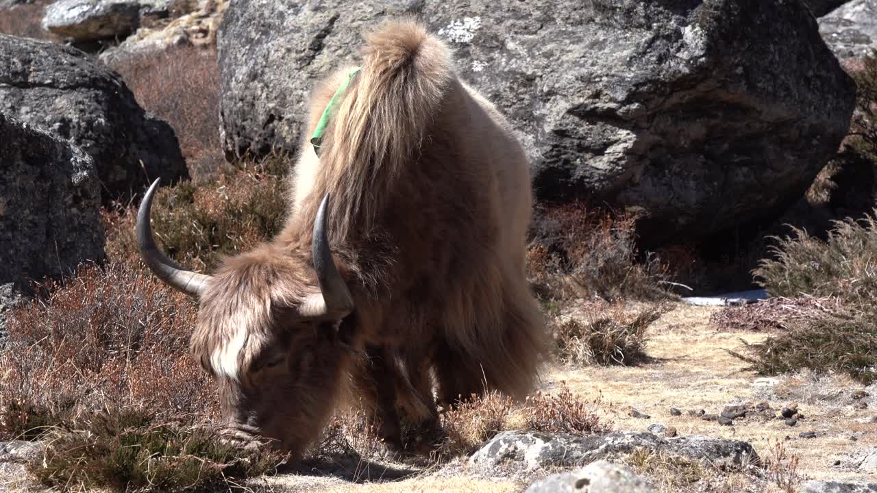 히말라야 산맥의 건조한 고산 목초지에서 풀을 뜯는 야크