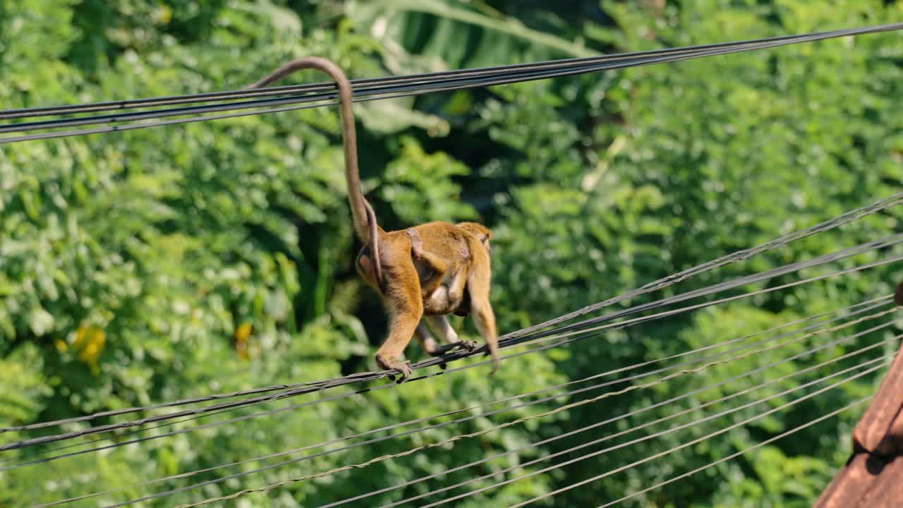 A wild monkey carries its baby while balancing along overhead utility cables in Weligama, a coastal town in southern Sri Lanka.