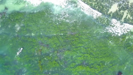 4K-Aerial-Footage-of-Surfers-Surfing-in-Laguna-Beach,-California-on-the-Pacific-Ocean-and-Catching-Waves-on-a-Beautiful-Sunny-Day