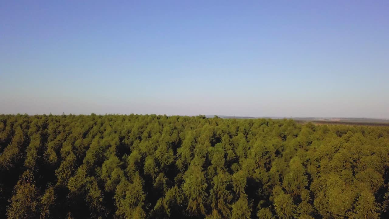plantación de eucaliptos, drone, vista aérea, plan general, de viaje