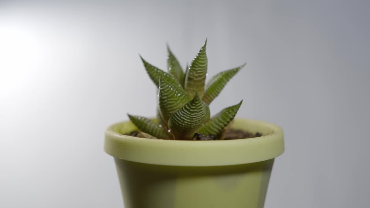 Small succulent plant in green pot slowly rotating on grey background