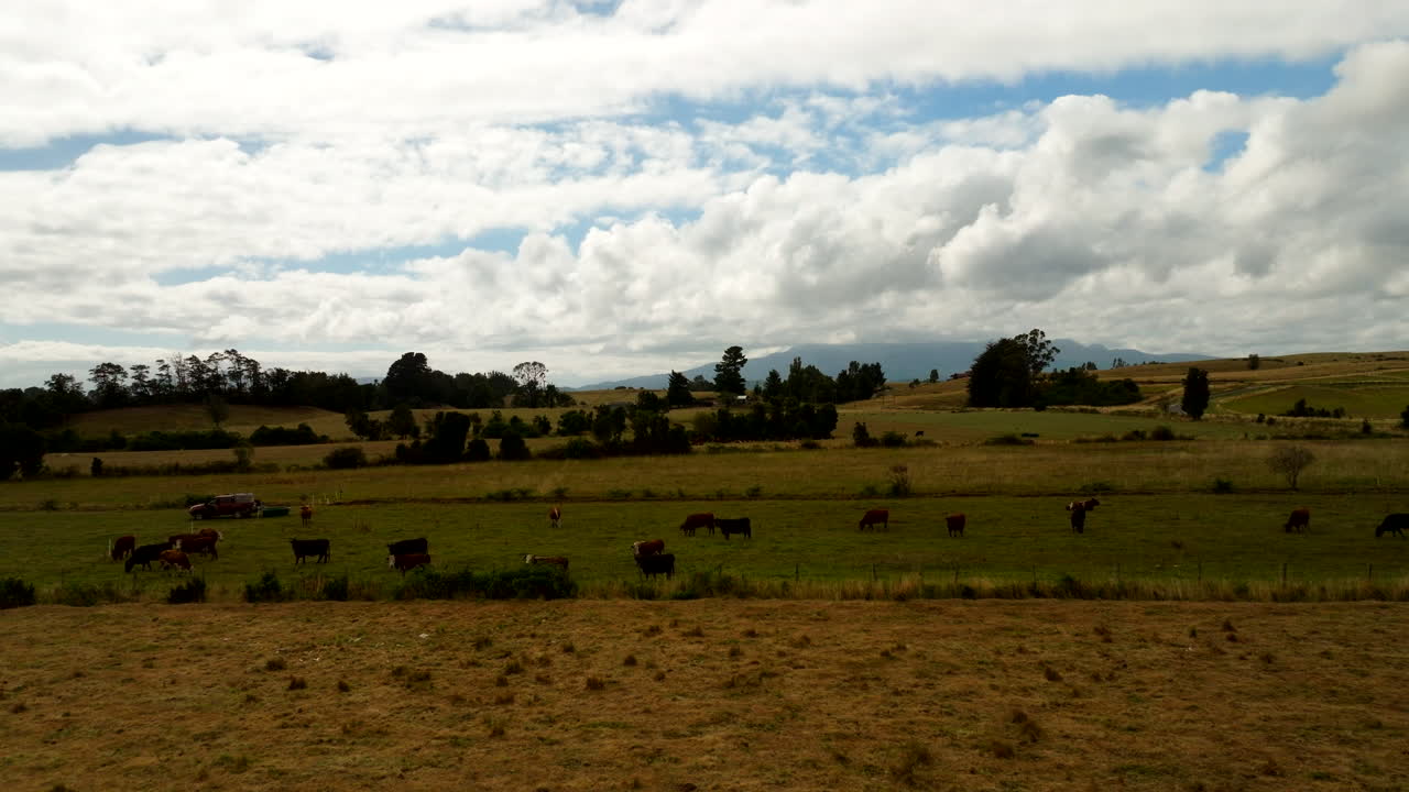 Cows grazing in rural landscape, Puerto Varas, Chile. Aerial drone lateral view at low altitude