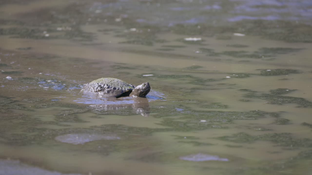 Red Eared Slider Turtle walking through thick mud and wiping head in Florida wetland
