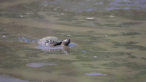 Tortuga-De-Orejas-Rojas-Caminando-A-Través-De-Barro-Espeso-Y-Limpiando-La-Cabeza-En-Un-Humedal-De-Florida