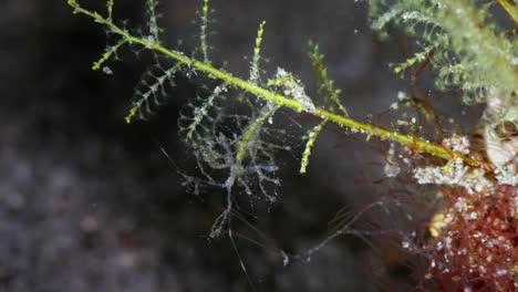 female skeleton shrimp brooding juveniles as they hang onto her