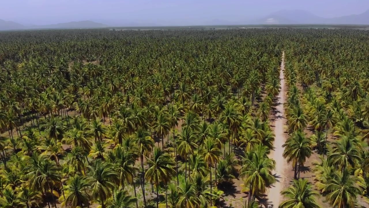 Vibrant Field of Palm Trees Surrounds Rural Road on Bright Day