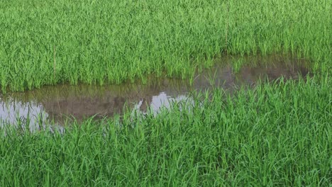 unchanging view of a lush green rice field.