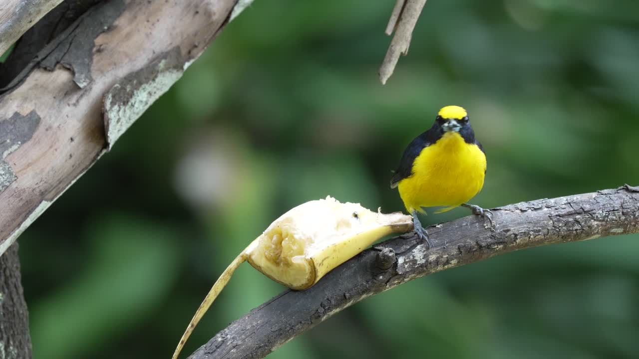 Close Up Shot of Yellow-throated Euphonia Eating Banana on Tree Branch and Looking Around