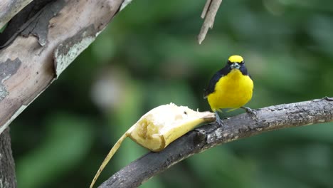 close up shot of yellow-throated euphonia eating banana on tree branch and looking around