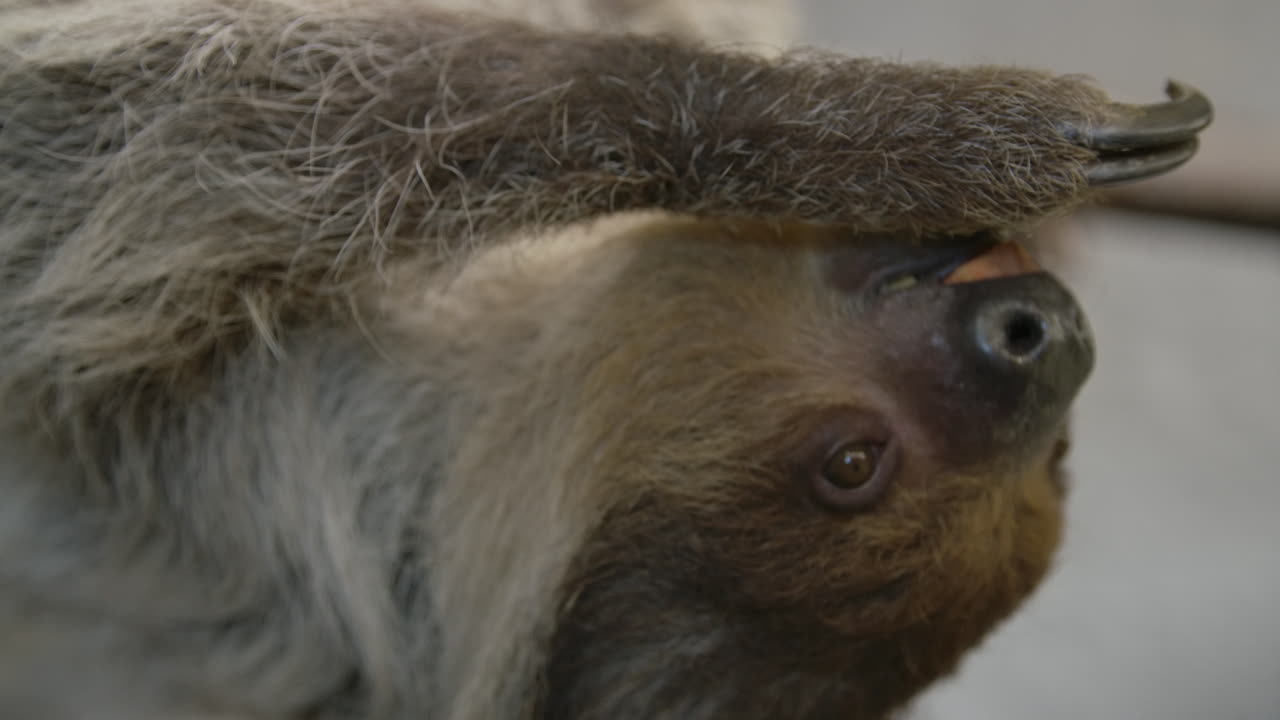 un perezoso cuelga boca abajo comiendo a cámara lenta