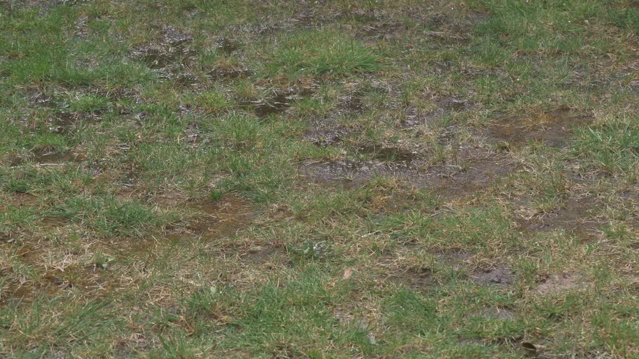 bebidas de agua regadas en suelo seco en el césped