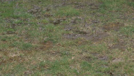 bebidas de agua regadas en suelo seco en el césped