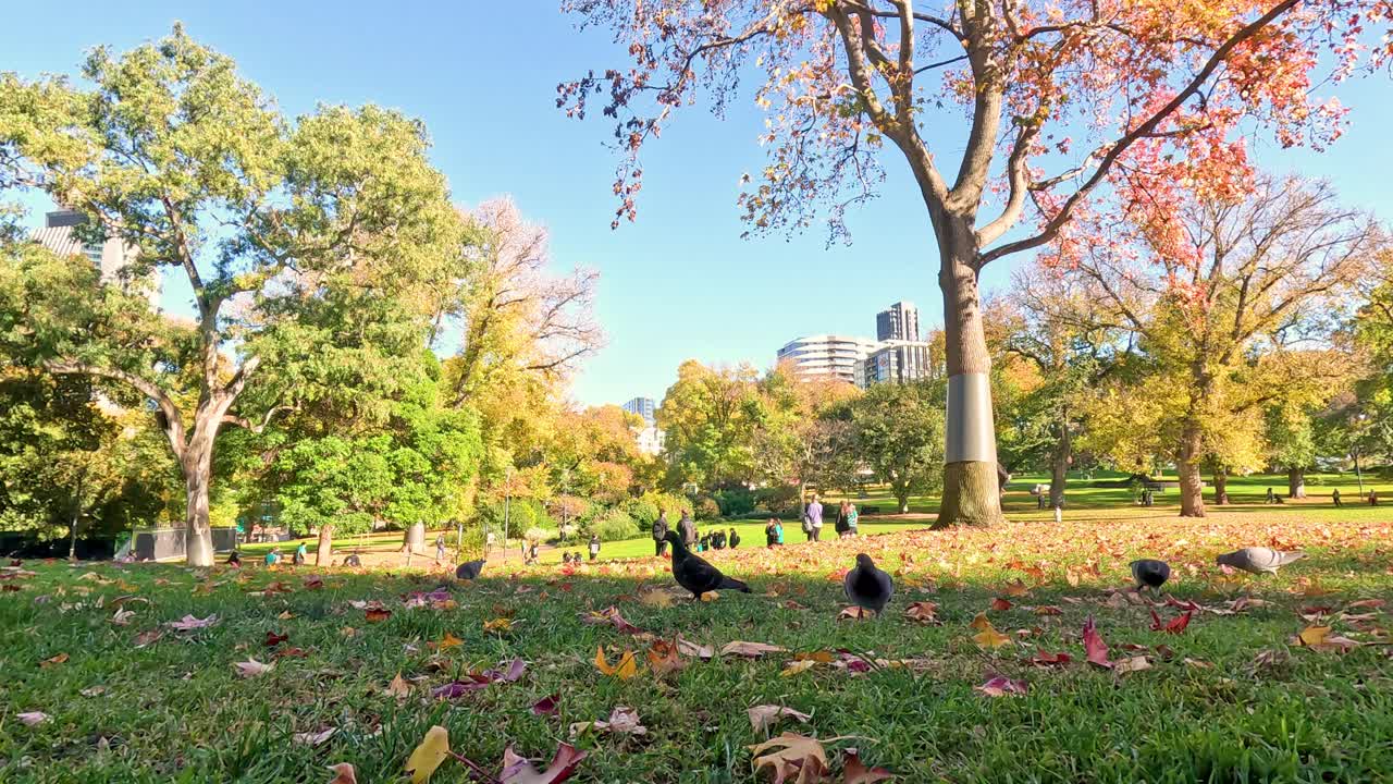 이 많은 공원 에 있는 사람 들 과 새 들