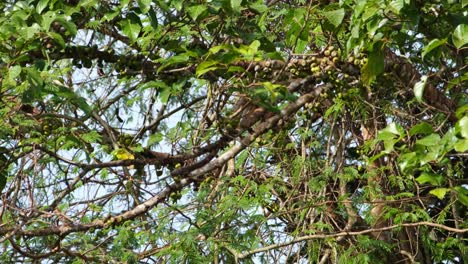 Small-toothed Palm Civet Arctogalidia trivirgata seen within the thick of a tree eating a fruit as it climbs up the branch, Khao Yai National Park, Thailand