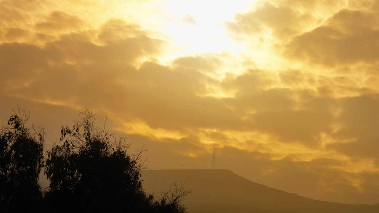 Experience a breathtaking dawn tilt-up shot revealing golden light, drifting clouds, and plants backlit in warm hues. Ideal for cinematic, nature-themed projects