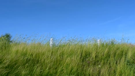 slow motion: tall grass moving on the wind in the highway