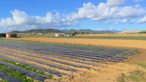 Hermoso-Campo-De-Cultivo-De-Lechugas-Al-Aire-Libre-Con-Plástico-Negro-Para-Protegerse-Del-Frío