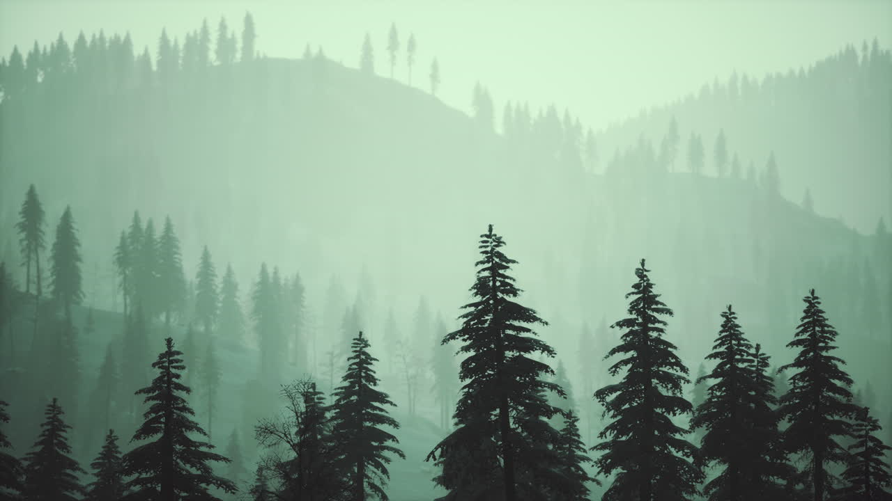 산 기?? 에 있는 소나무 숲 의 안개