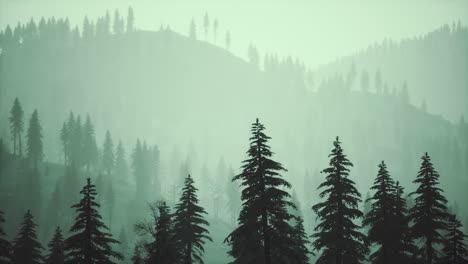 misty fog in pine forest on mountain slopes