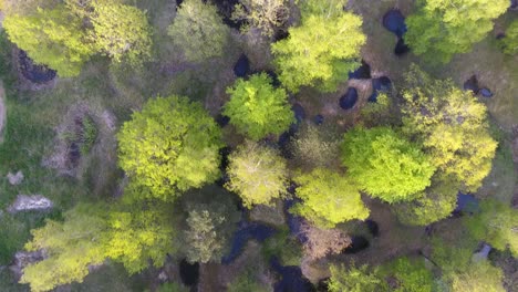 vertical drone shot over a forest and ww1 shell holes filled with water