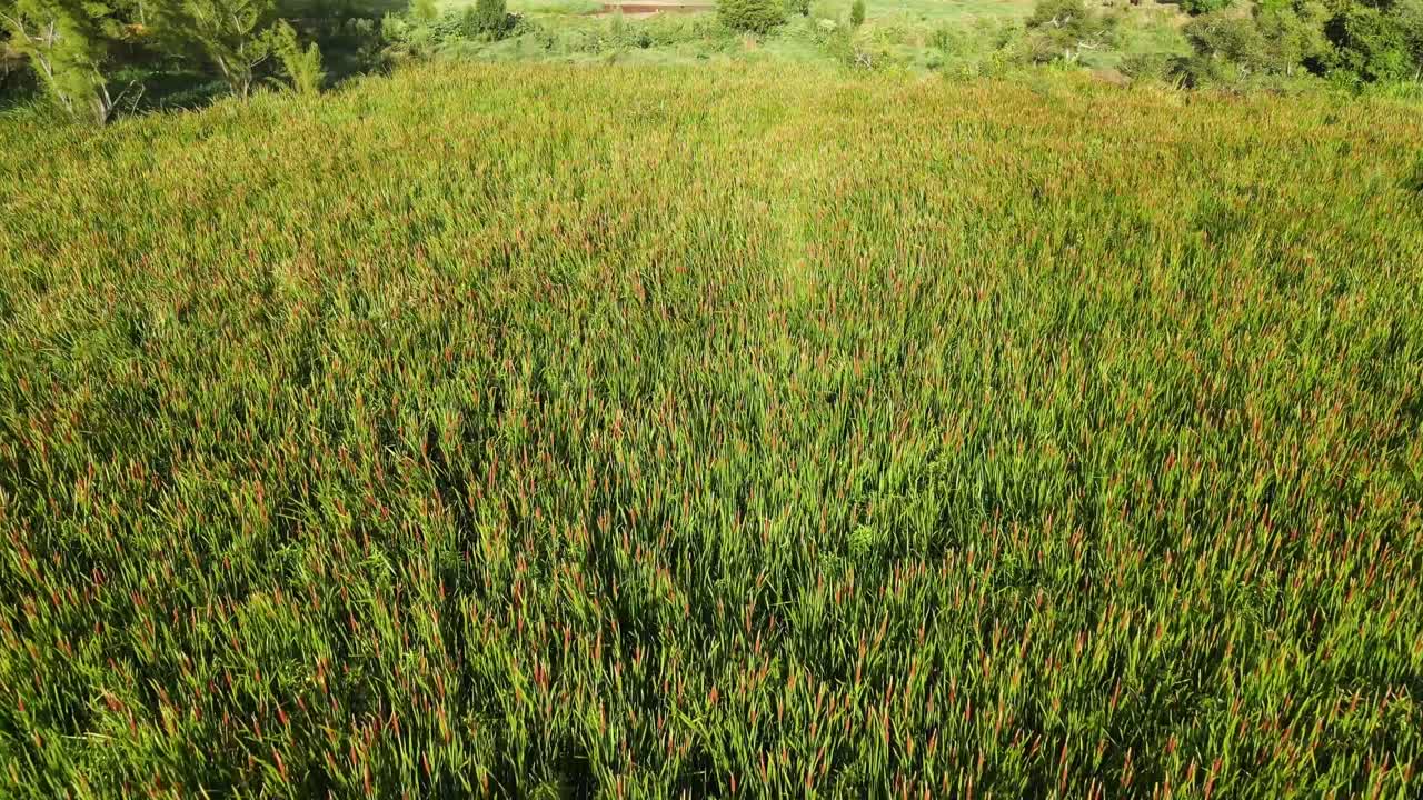 инвазивное растение южный роголистник на большой затопленной территории