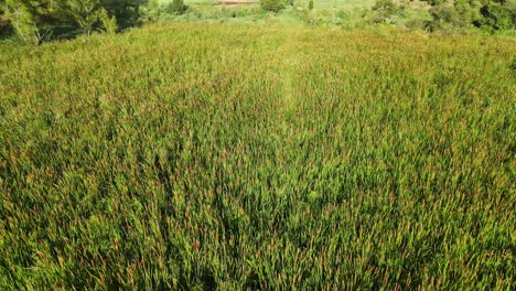 planta invasora de totora del sur en una gran área inundada