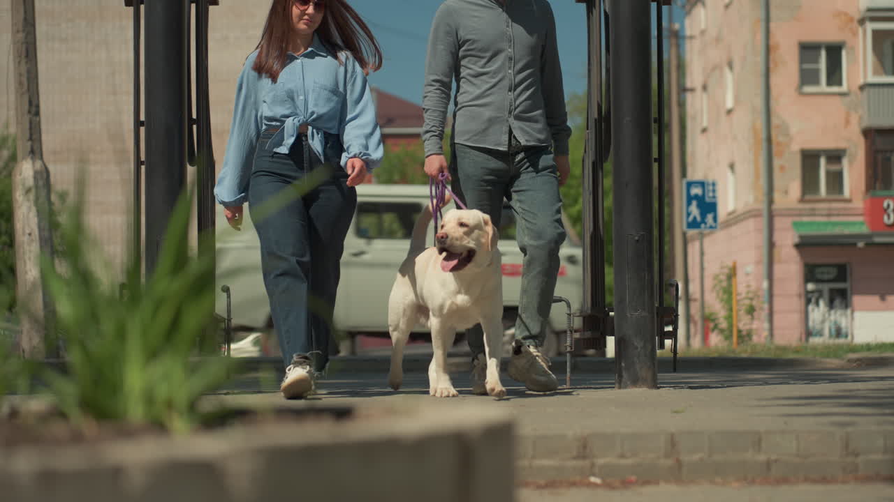 가죽 끈으로 묶은 래브라도 리트리버와 함께 있는 도시 커플, 캐주얼한 복장을 한 커플이 도시 보도에서 래브라도를 산책시키고 있으며, 밝고 화창한 날씨에 커플은 도시 포장 도로를 따라 가죽 끈으로 묶은 래브라도와 함께 거닐고 있어요.