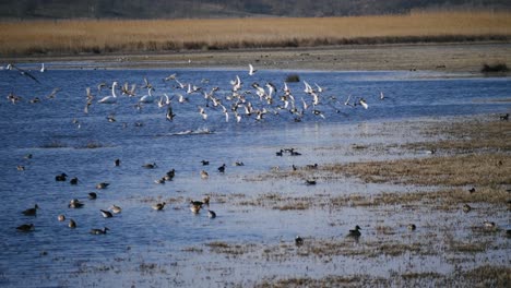 Todo-Tipo-De-Pájaros-En-Un-Lago-Azul-En-El-Vadu,-En-La-Parte-Sur-De-La-Reserva-Natural-Del-Delta-Del-Danubio