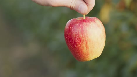 manzana roja colgando de un árbol