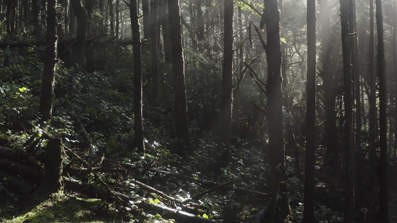 정오에 오레곤 해안 숲 내에서 이동 및 확대/축소