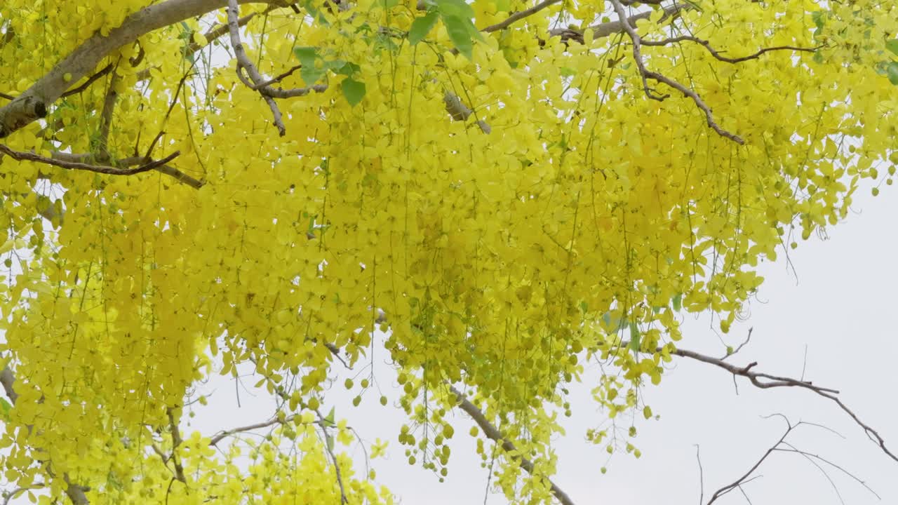 Golden ginkgo leaves fall autumn park nature vibrant environment close-up view seasonal beauty