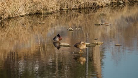 female and male mallard ducks resting standing stone stuck out of water of shallow creek, two wild ducks at sunset bask hiding head under wing