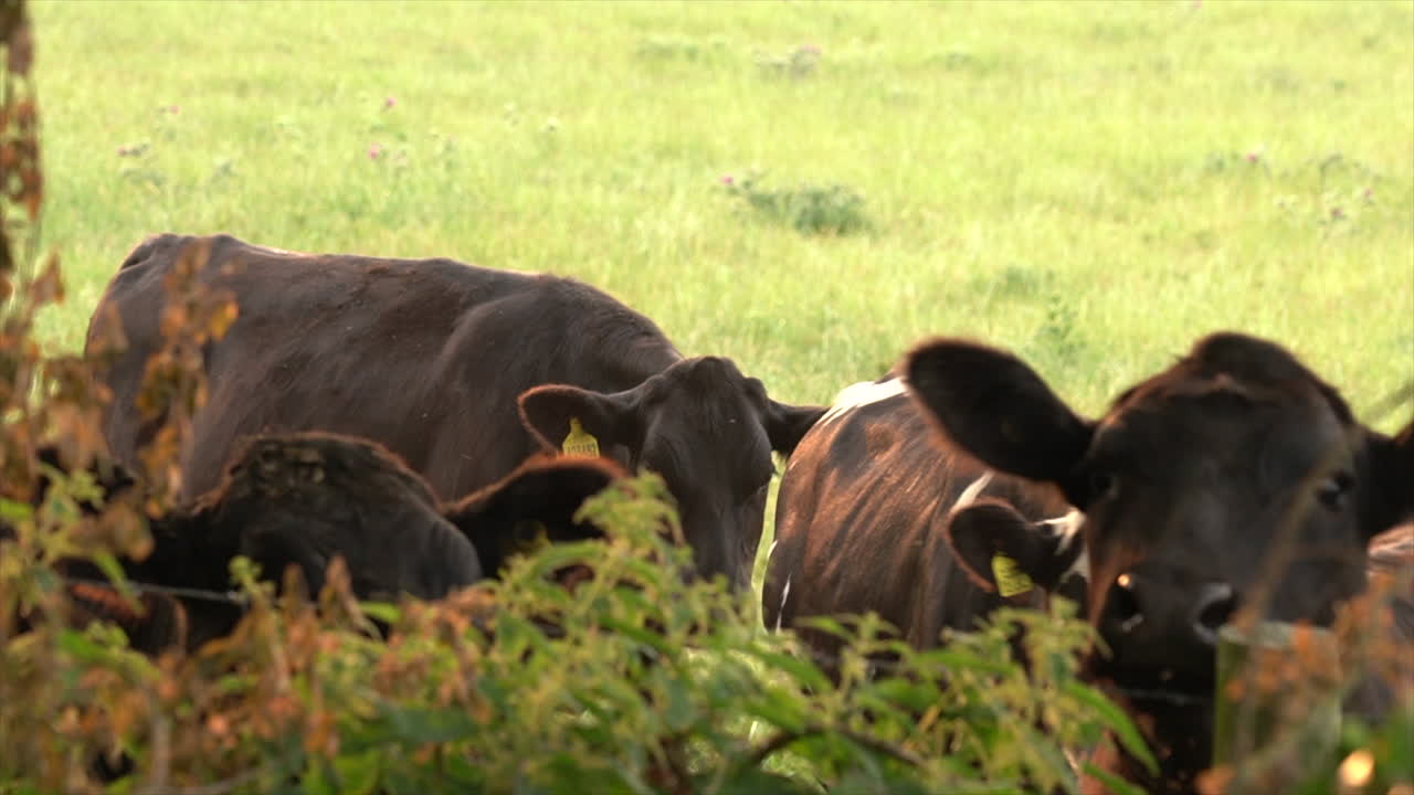 A herd of young cows along a green fence line in Dorset, England
