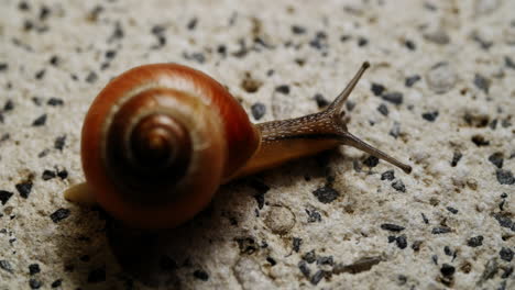 Die-Gemächliche-Gelbe-Schnecke,-Die-Mit-Einem-Wunderschönen-Schneckenhaus-Geschmückt-Ist,-Bewegt-Sich-In-Einem-Langsamen-Und-Gleichmäßigen-Tempo,-Als-Würde-Sie-Jeden-Moment-Genießen-Und-Auf-Ihrem-Anmutigen-Weg-Einen-Schimmernden-Pfad-Hinterlassen