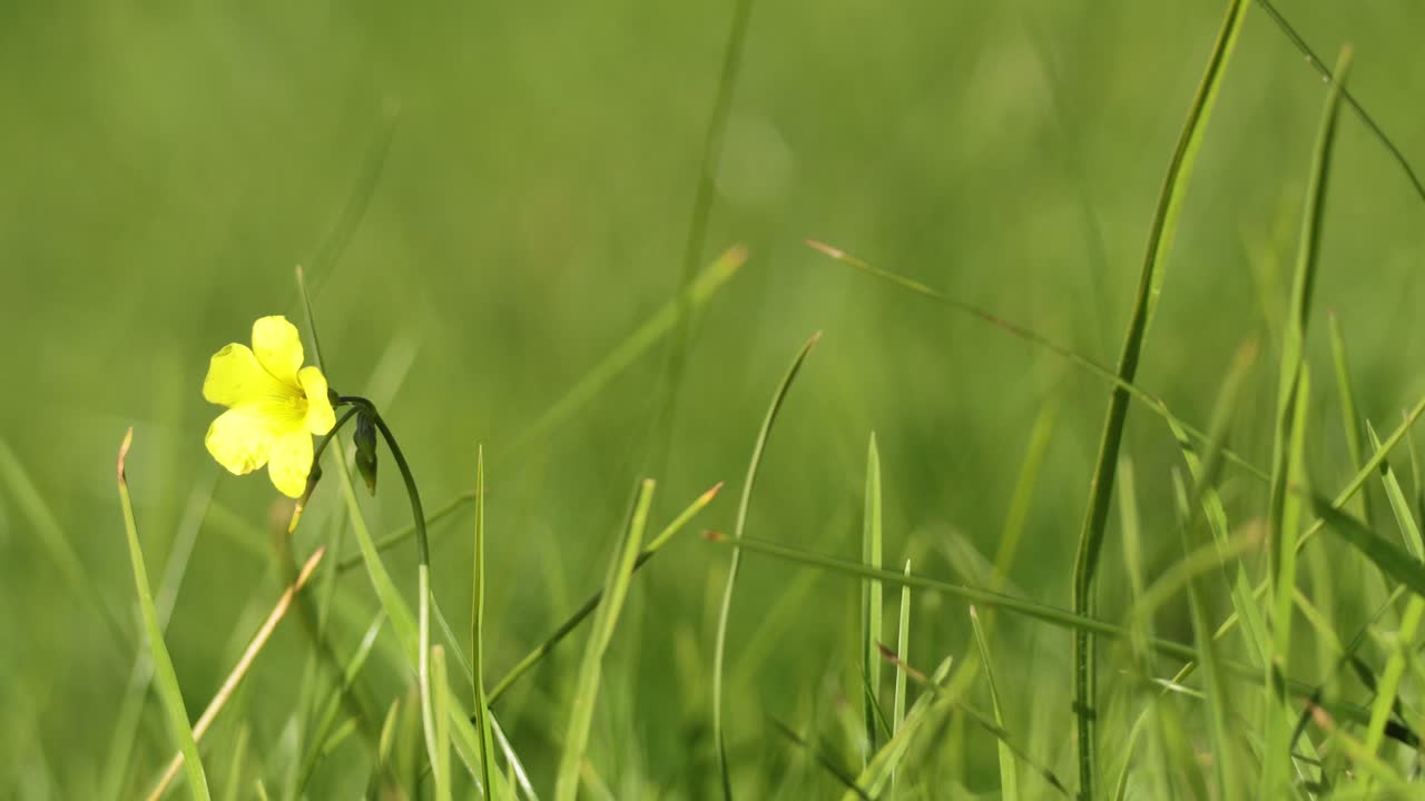 una flor amarilla balanceándose en la hierba