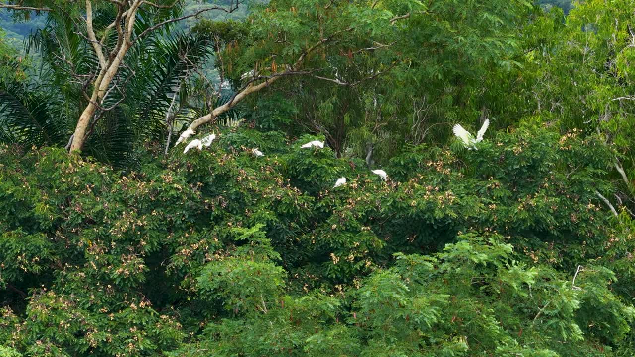 Sulfur-crested cockatoos flying among lush green trees in Port Douglas, captured in natural daylight