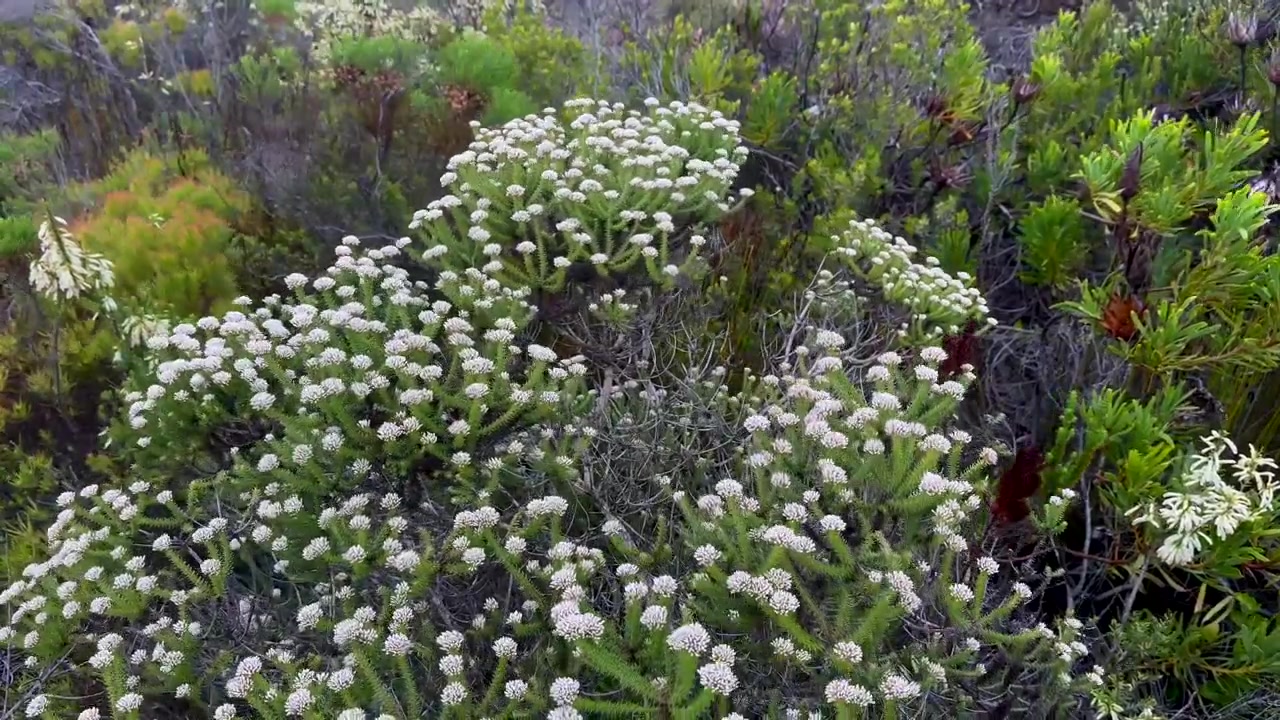 Vegetación densa con flores blancas de Metalasia en Cape Point, Sudáfrica.