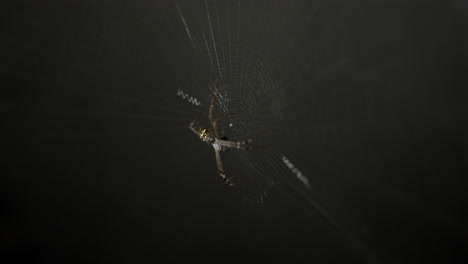 a-scary-looking-garden-spider-waiting-to-feed