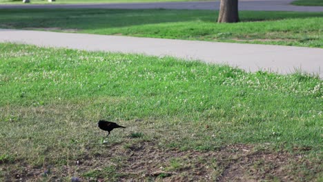 pájaro en un parque de la ciudad