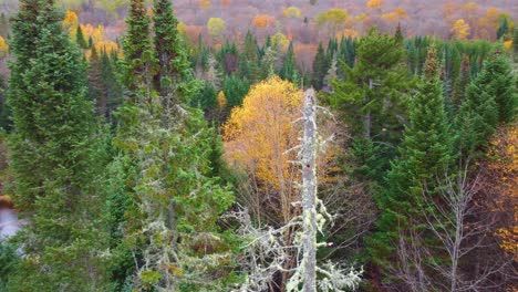 autumn forest with green evergreens, aerial view