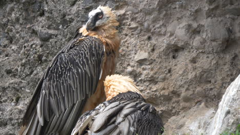 Pareja-De-Gypaetus-Barbatus-En-La-Naturaleza-Frente-A-La-Montaña-Rocosa