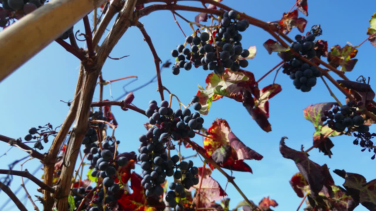 View from the ground a static view from red grapes in a vineyard.Portugal