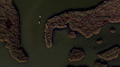 Top-down-aerial-view-over-pelicans,-wild-birds-swimming-in-marshes