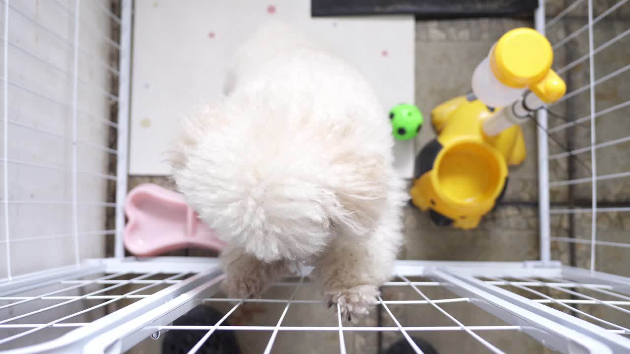 安全な旅行用コンテナに入ったトイプードルの子犬。