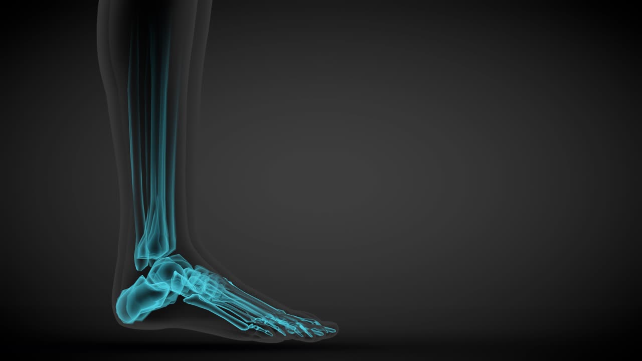 2 3D seamless looping animations in 1, female body side view - x-ray scan of skeleton bones and various internal organs, human body study illustration - 4K 60fps UHD