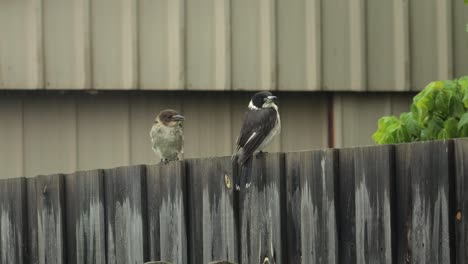 Butcherbird-Y-Joven-Pajarito-Juvenil-Encaramado-En-El-Cerco-Lloviendo-Durante-El-Día-Australia-Gippsland-Victoria-Maffra