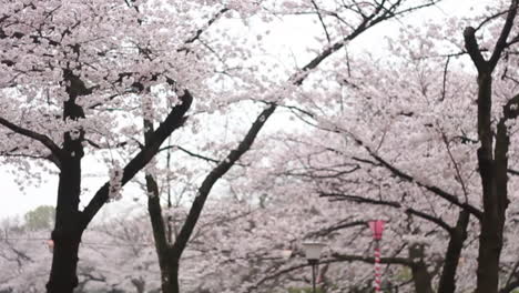 panning mid-shot of cherry blossom trees full of white-pink sakura with lanterns underneath osaka castle