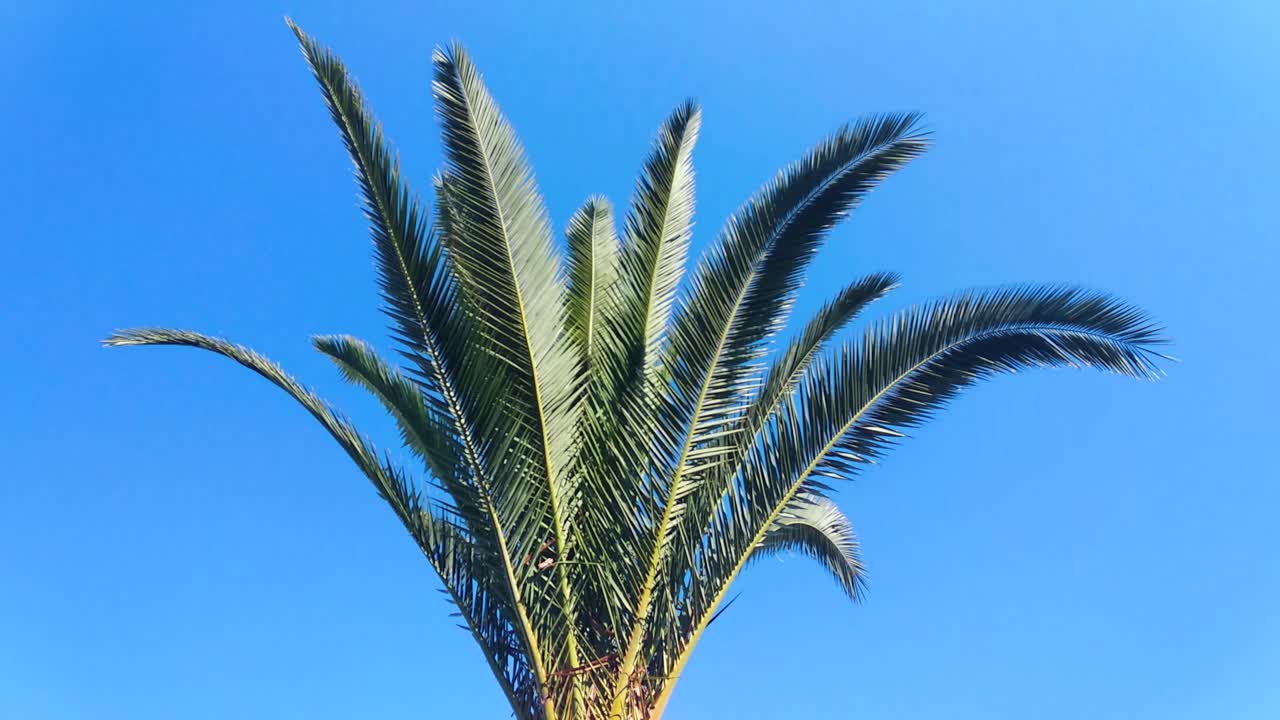 palmera. árbol tropical alto en el verano