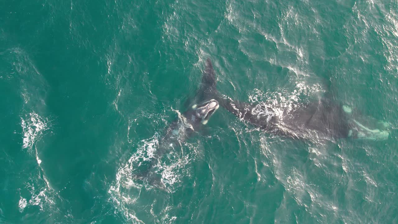 남쪽 오른쪽 고래 와 그 새끼 가 물 에서 놀고 있다